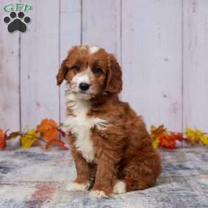 Zaylee, Mini Goldendoodle Puppy